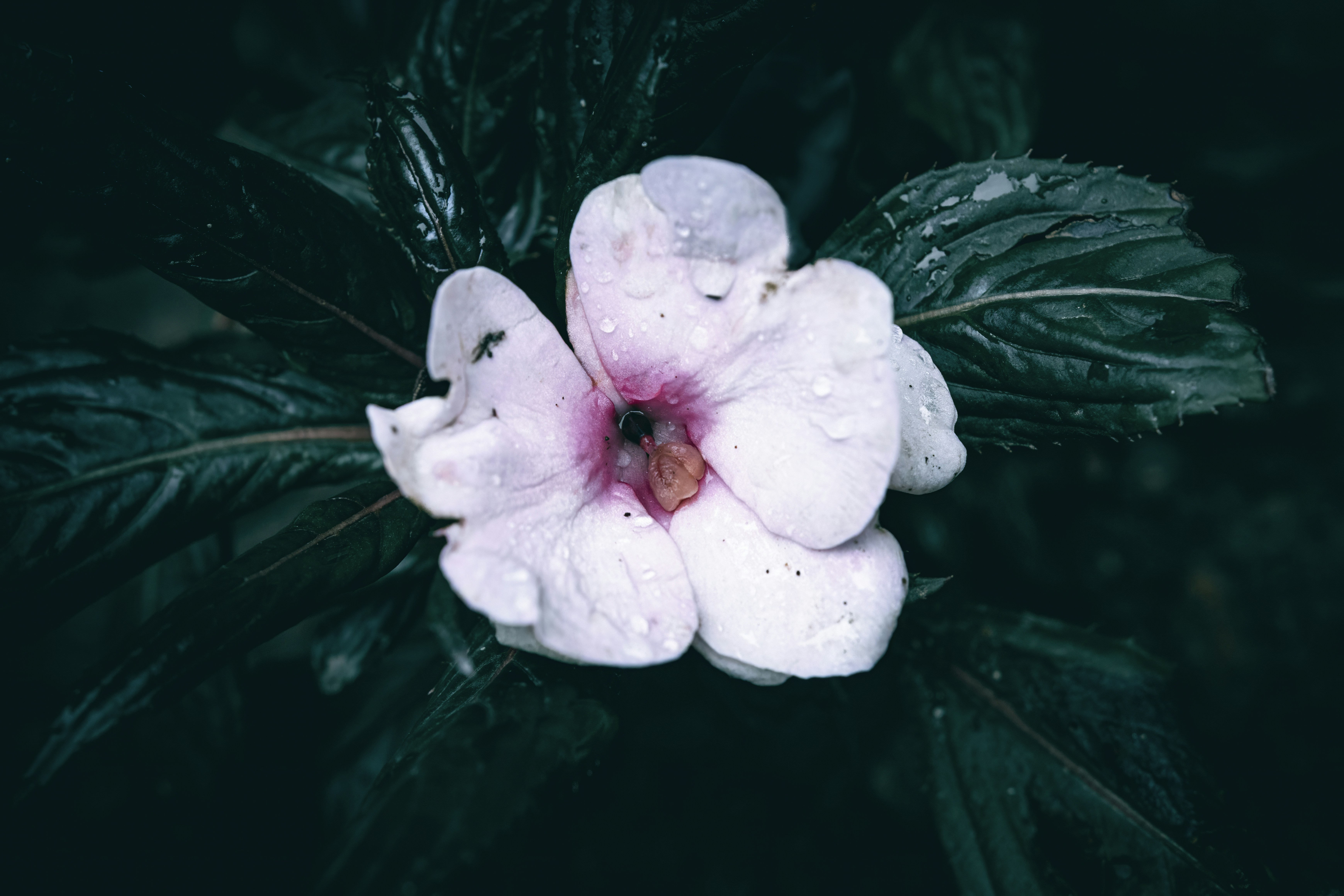 A close up of a white and pink Busy Lizzy New Guinea impatiens flower and green leaves with rain drops